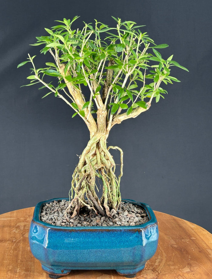 Chinese Flowering White Serissa Bonsai Tree - Medium-Raised Roots-Tree of a Thousand Stars-(Serissa Japonica)