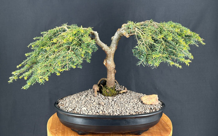 Dwarf Weeping Hemlock Bonsai Tree-(Tsuga canadensis 'coles prostmate')