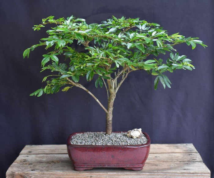 Flowering Dwarf Red Powder Puff Bonsai Tree - (calliandra schultzei 'rose cascade')
