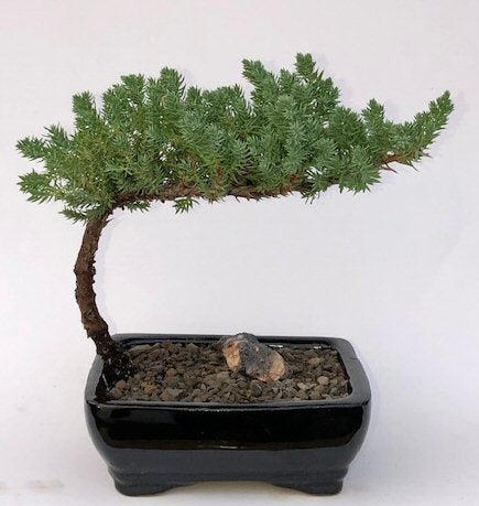 Juniper Bonsai Tree-Small - (Juniper Procumbens "nana")