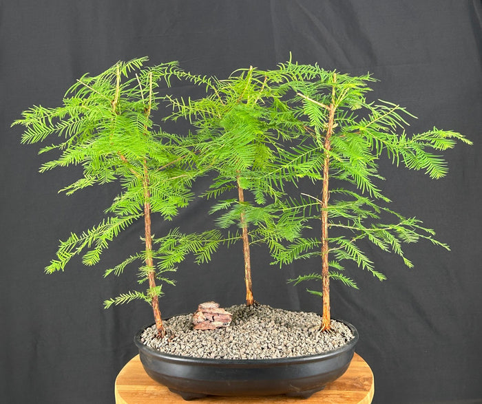 Redwood Bonsai Tree- Three (3) Tree Forest Group-(metasequoia glyptostroboides)