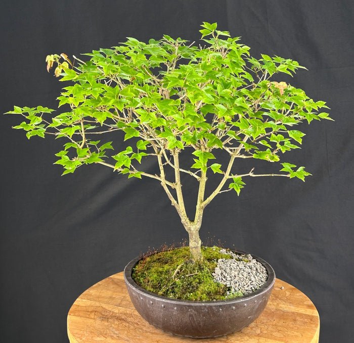 Trident Maple Bonsai Tree - (acer buergerianum)